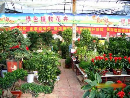 北京北辰花木公司花卉市场图片