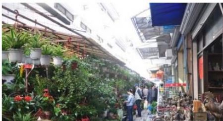 上海上钢花鸟市场图片