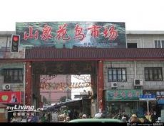 上海山泉花鸟市场图片