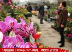 沈阳南湖花卉批发市场图片