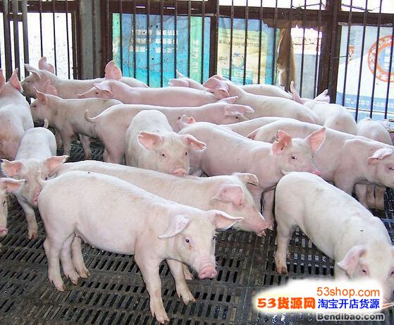 惠州市惠阳生猪批发市场