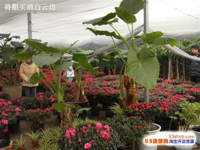 上海新桥花卉苗木交易中心 上海花卉批发市场