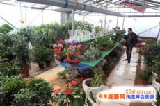 河南省商丘东方花卉市场图片