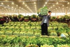 温州市蔬菜批发交易市场图片