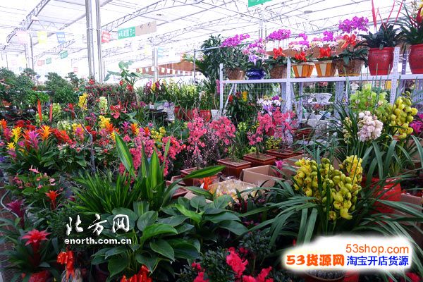 天津大顺花卉市场图片