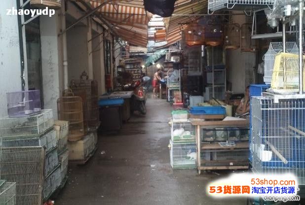 上海花鸟市场大全