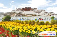 西藏拉萨百花园花卉市场图片