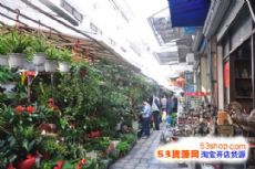 上海最大的花鸟市场图片