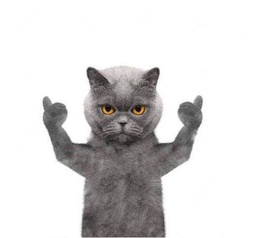 猫咪竖大拇指的表情包图片