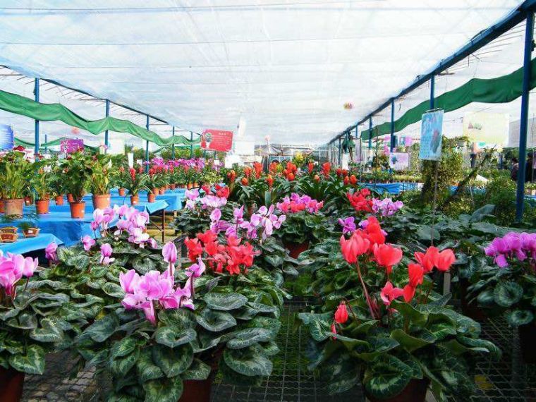 北京花花世界花卉市场图片