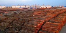 莆田木材批发市场图片