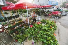 徐州黄河花鸟市场图片
